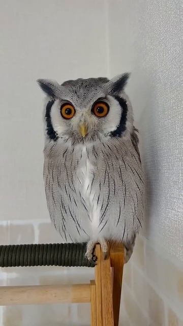 when my wife changed her hairstyle animals owl birds