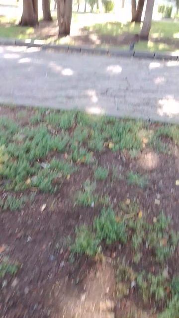 пытаюсь кормить белку