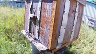 пчёлы работают,трутни летят пожрать