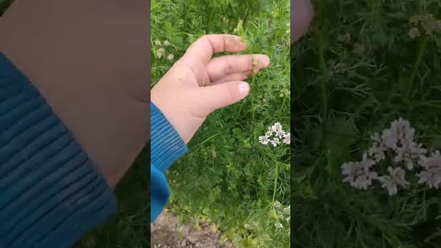 Дикая Аня.👍👍👍летний чеснок.🤙🤙🤙огурцы  задолбал?