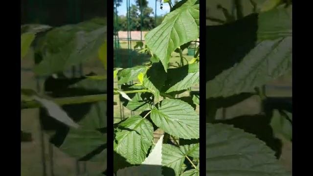 Малина,ягоды больше чем мы привыкли