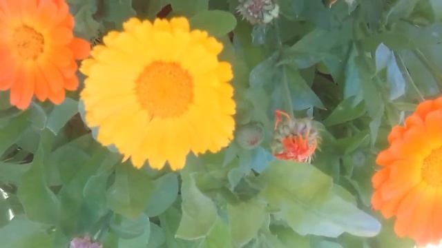 Календула лучшее лекарство. Как помогает и в чем?