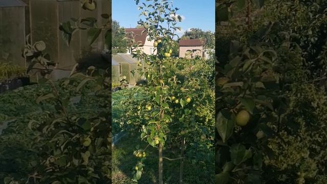 сорта яблонь для Ленобласти которые можно начинать е?
