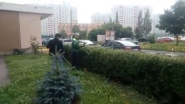 Стрижка кустарников управляющей компанией Август ЖКХ