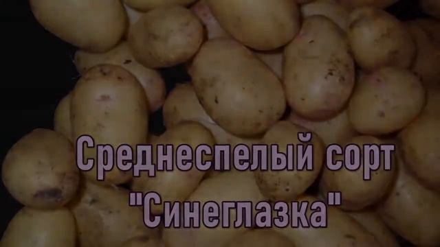 Семенной Картофель