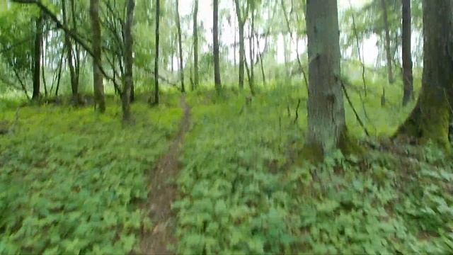 Прогулка на участок небольшого ельника.  Грибов пока н
