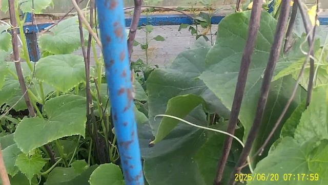 20 Июня Огурцы в Теплицы растут