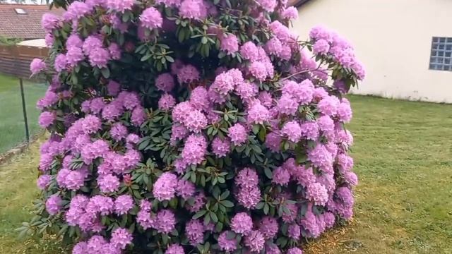 Рододендроны  (альпийские розы) - великолепный сорт цв?