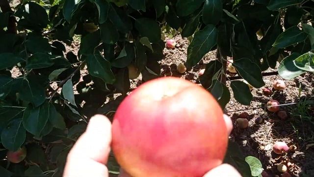 Яблоня Женева Эрли