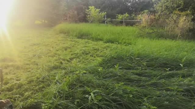 Заставляю себя что-то делать. Пирог со сливами. Рецепт.