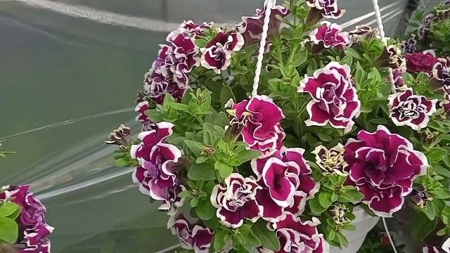 Tumbelina Bella ампельніпетунії