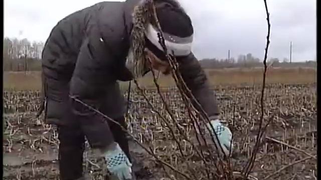 ПРЕССИНГ. Саженцы для Сада Победы Тверской области.