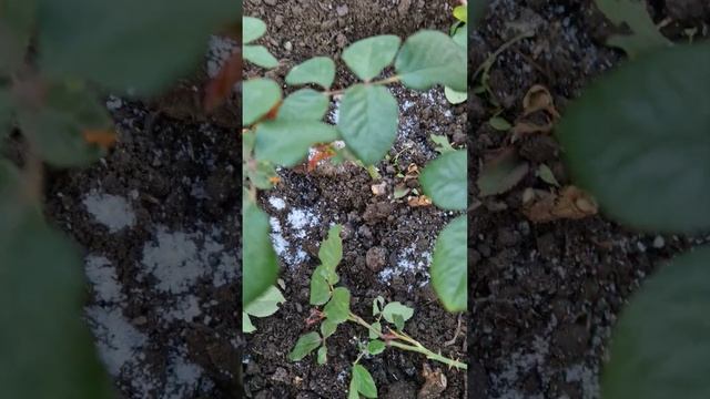 Молодой розарий. Уход весной. #садоводничество#nature #ро?