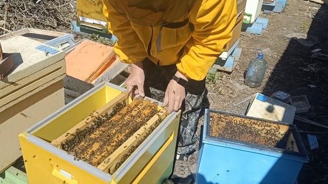 Бакфаст удивляет, первый осмотр