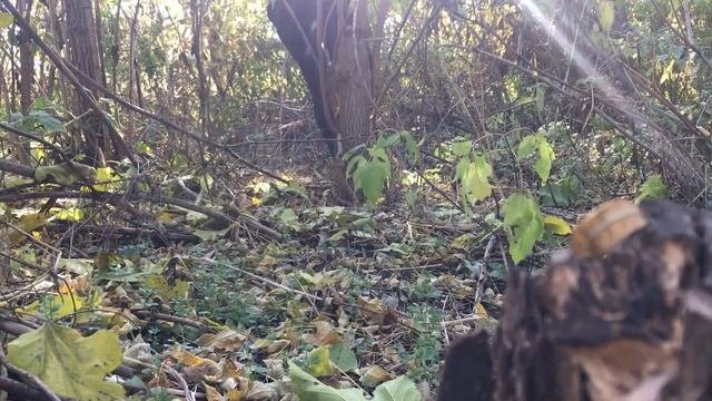 ОСЕННИЕ ОПЯТА  Armillaria mellea : КАК УЗНАТЬ? ЗАБОЛЕВАНИЕ ГРИБ