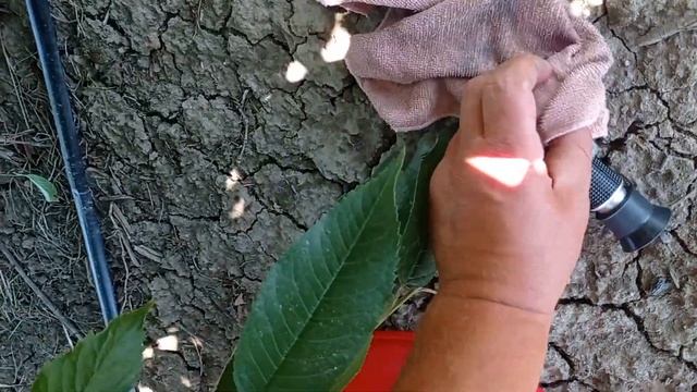 Черешня Гудзон (Хадсон, Hudson)