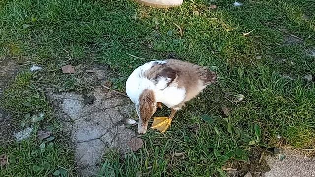 Дом у озера. Про утят. 08.09.2025.