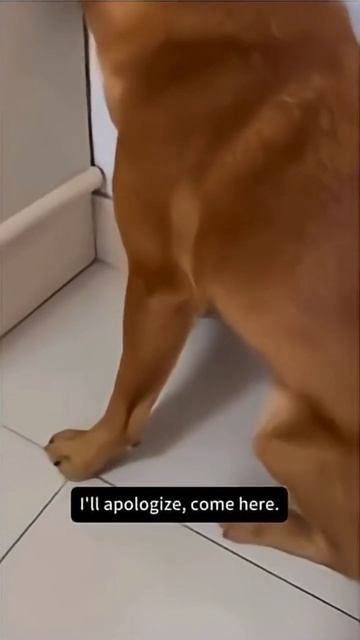 Собака разозлилась