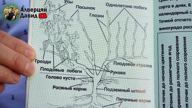 Календарь виноградаря - Брошюра для начинающих виногр