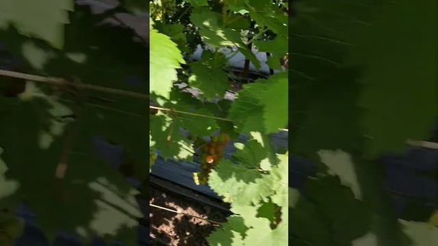 Надёжные сорта винограда