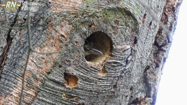 Дятлы Кормят Своих Птенцов - Дупло Дятла - Птенцы Дятла