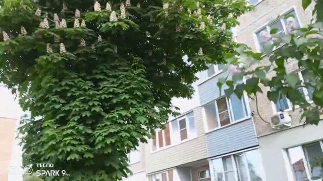 =КРАСАВЕЦ  КАШТАН У  НАШЕГО ДОМА = (МОЁ ВИДЕО)2020 05 30