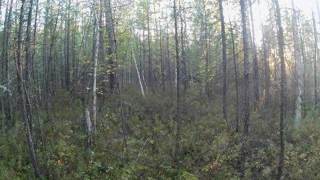 Поездка в тайгу.Проверка зимовья.