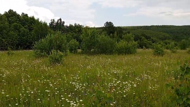 Релаксна летнем лугу. Почем луговая земляника в 2025 -м?