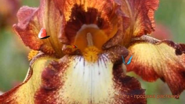 Ирис бородатый Римфайр (iris) 🌿 бородатый ирис Римфайр ?