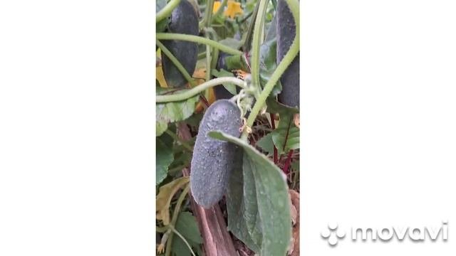 МАША, УСТАЛА ОТ УРОЖАЯ НАШИХ ОГУРЦОВ))