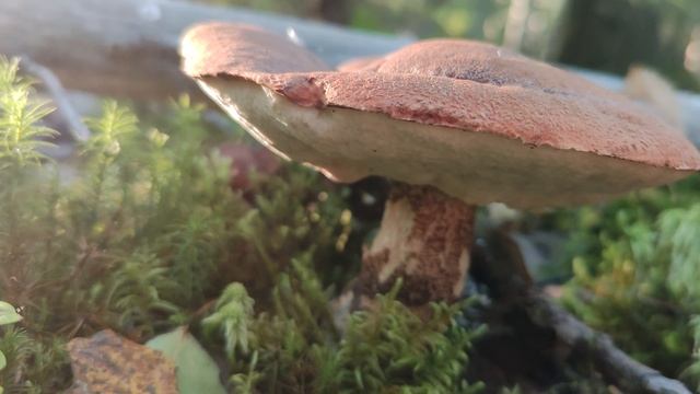 Подосиновик.