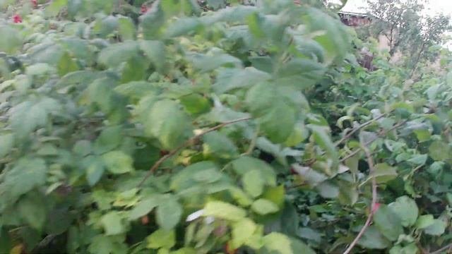 Абрикосы Лель Триумф северный и Чемпион севера. Первы