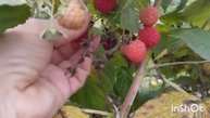 Сибиряки в Адыгее/Прополка клубники/Хуторяне приехал?