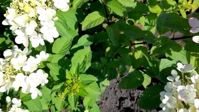 Гортензия Диамант Руж. А где знаменитый красный цвет? ?