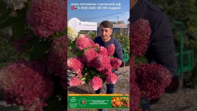Лучшие сорта гортензий от Питомник-Гортензий.рф