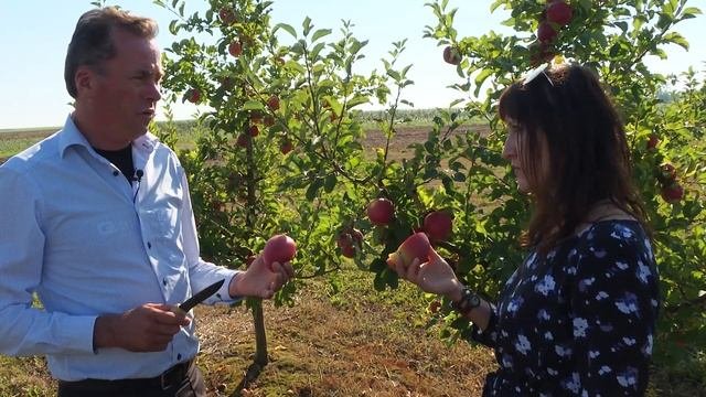 В 2018 году в Беларуси небывалый урожай яблок