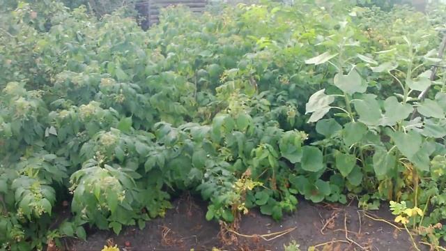 Яблоня Мельба. Сбор и хранение яблочного урожая. Прост