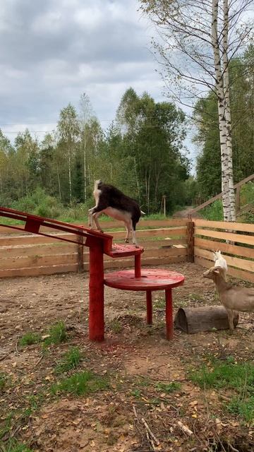 Всем стало интересно, что за такой козодром мы построили нашим рогатым спортсменкам 🐐
