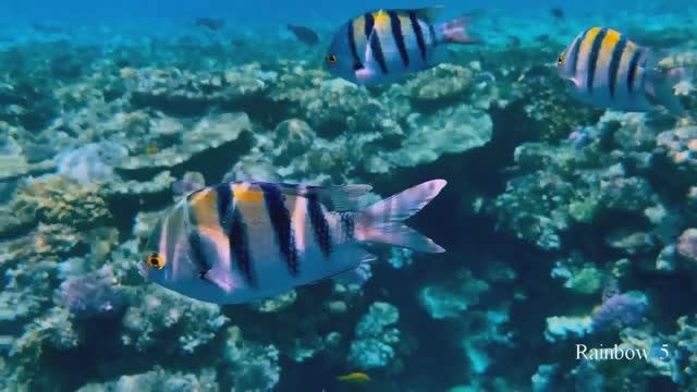 Relax // Journey To The Underwater World.