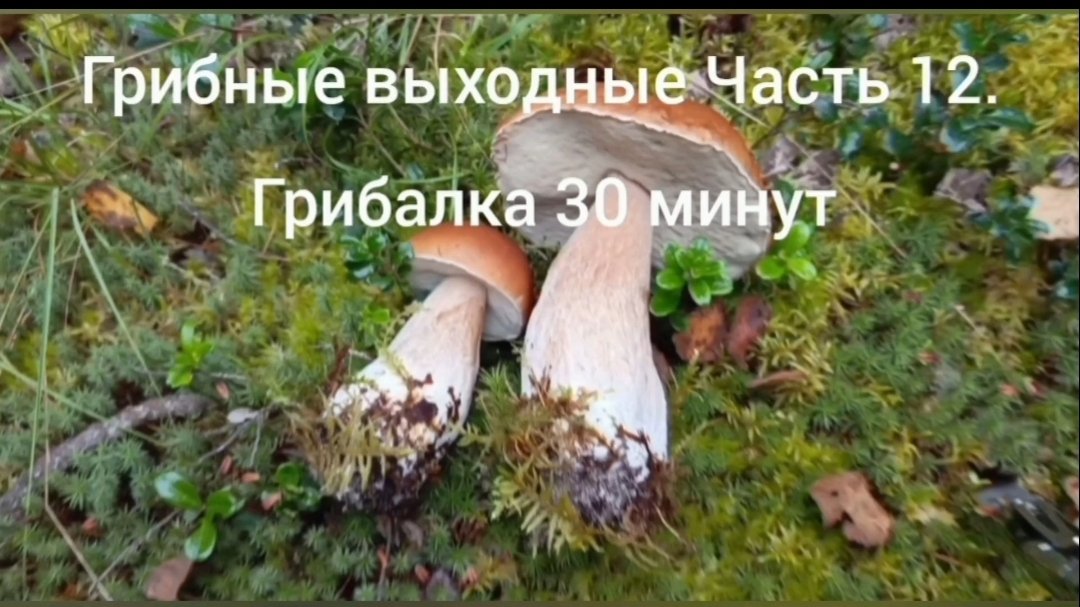 Грибные выходные ( часть 12) грибалка 30 мин.