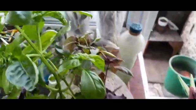 Базилик...на подоконнике! 