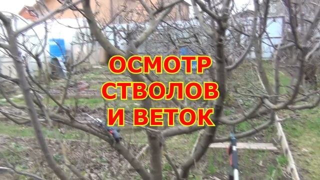 Работы в саду и с виноградом в феврале и весной
