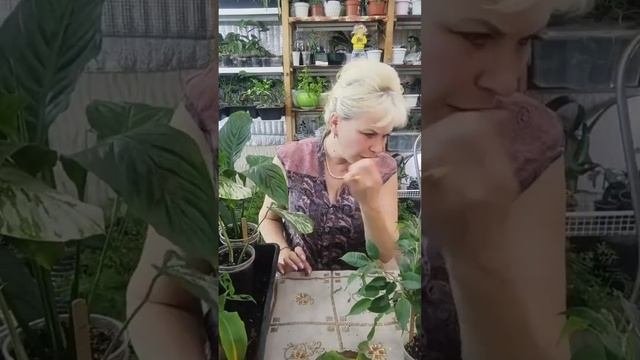 Посадка Фикусов. Продажа  домашних растений. Продажа с