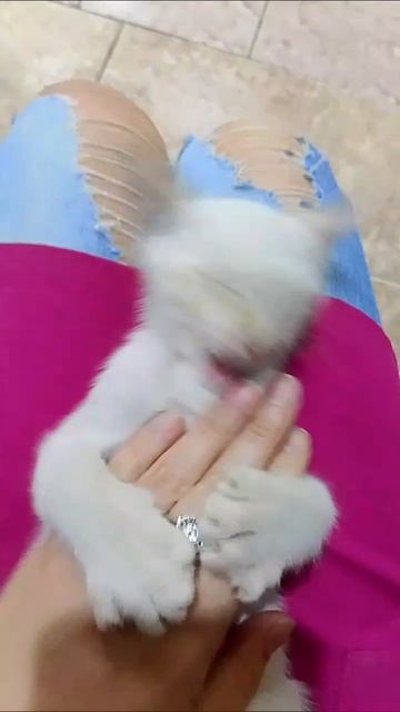 Сладкий Беляшик #кот#котята