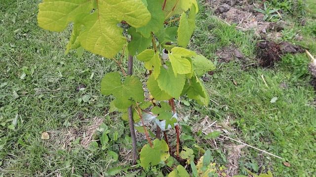 Не знал, что в Ленобласти может расти виноград. На даче у ириной мамы. Пятница, 05 сентября 2025 г