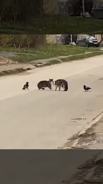 Два ярых болельщика 🐈🐈⬛😍❤️👏