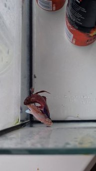 Нерест петушка