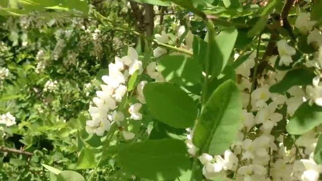Белая акация цветёт