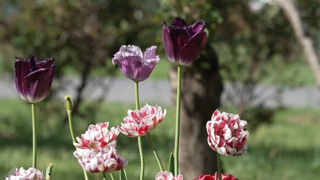Весна Цветы Тюльпаны Штат Вирджиния #usa #flowers #жизнь #де?