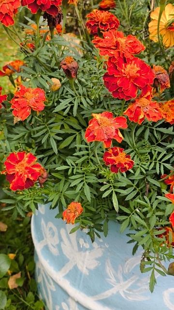 Вариант посадки и размещения бархатцев.